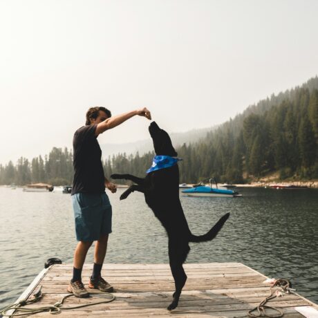 بهترین تشویقی سگ