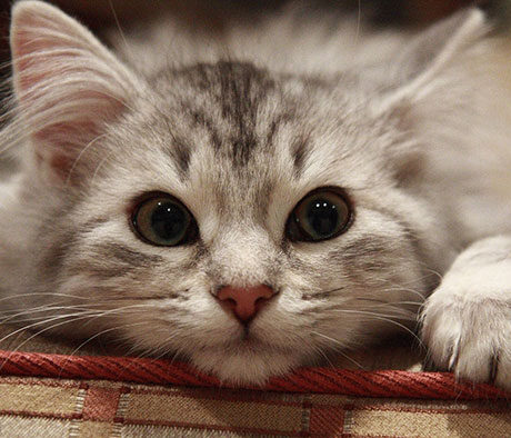 نژادهای مختلف گربه